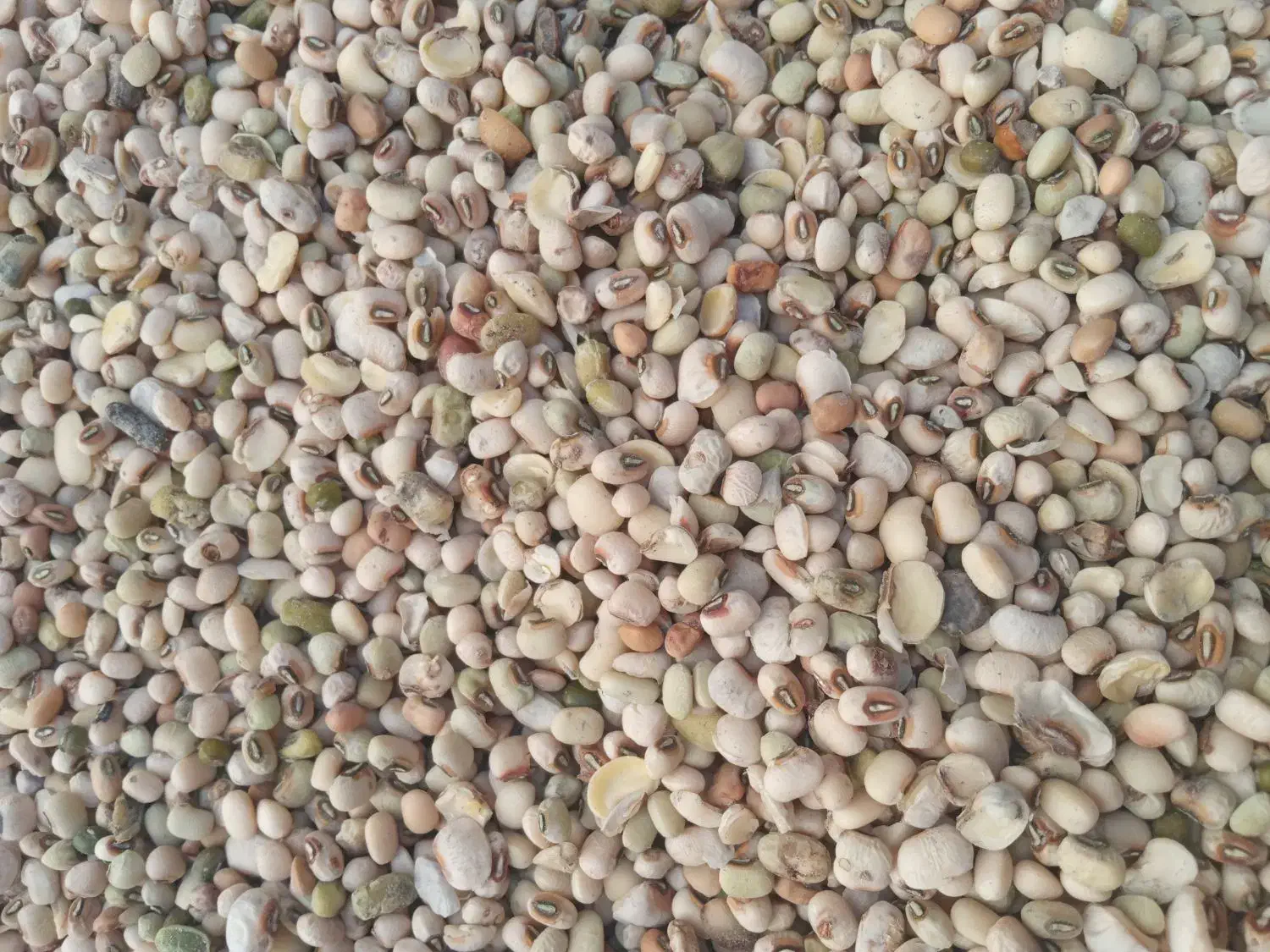 لوبیا|خوردنی و آشامیدنی|شیراز, شهرک سعدی|دیوار