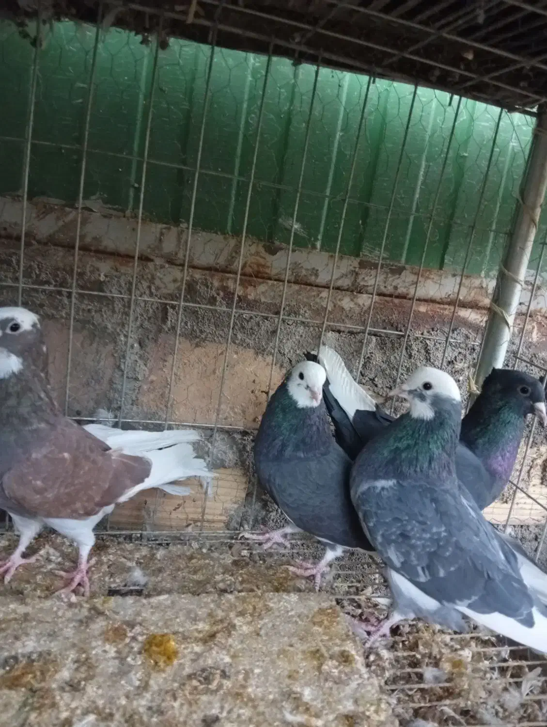 کفتر معاوضه با مرغ و جوجه|پرنده|بم, |دیوار