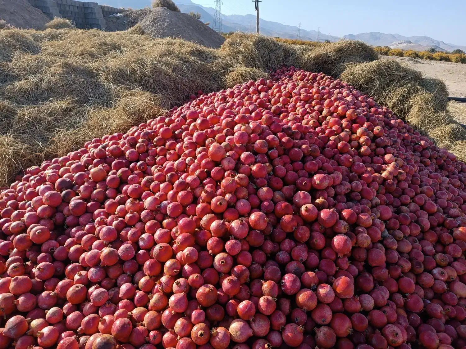 انار  رباب|خوردنی و آشامیدنی|نی‌ریز, |دیوار