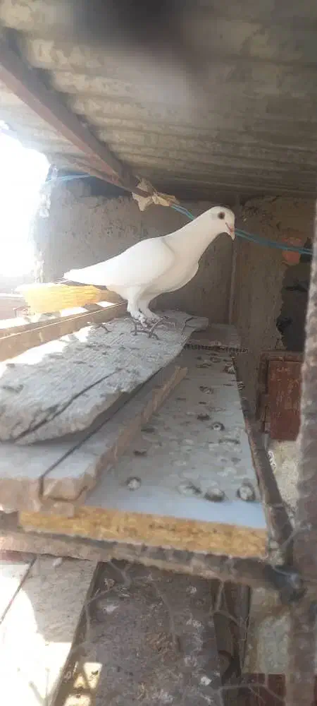 کفتر جفت|پرنده|زرند, |دیوار