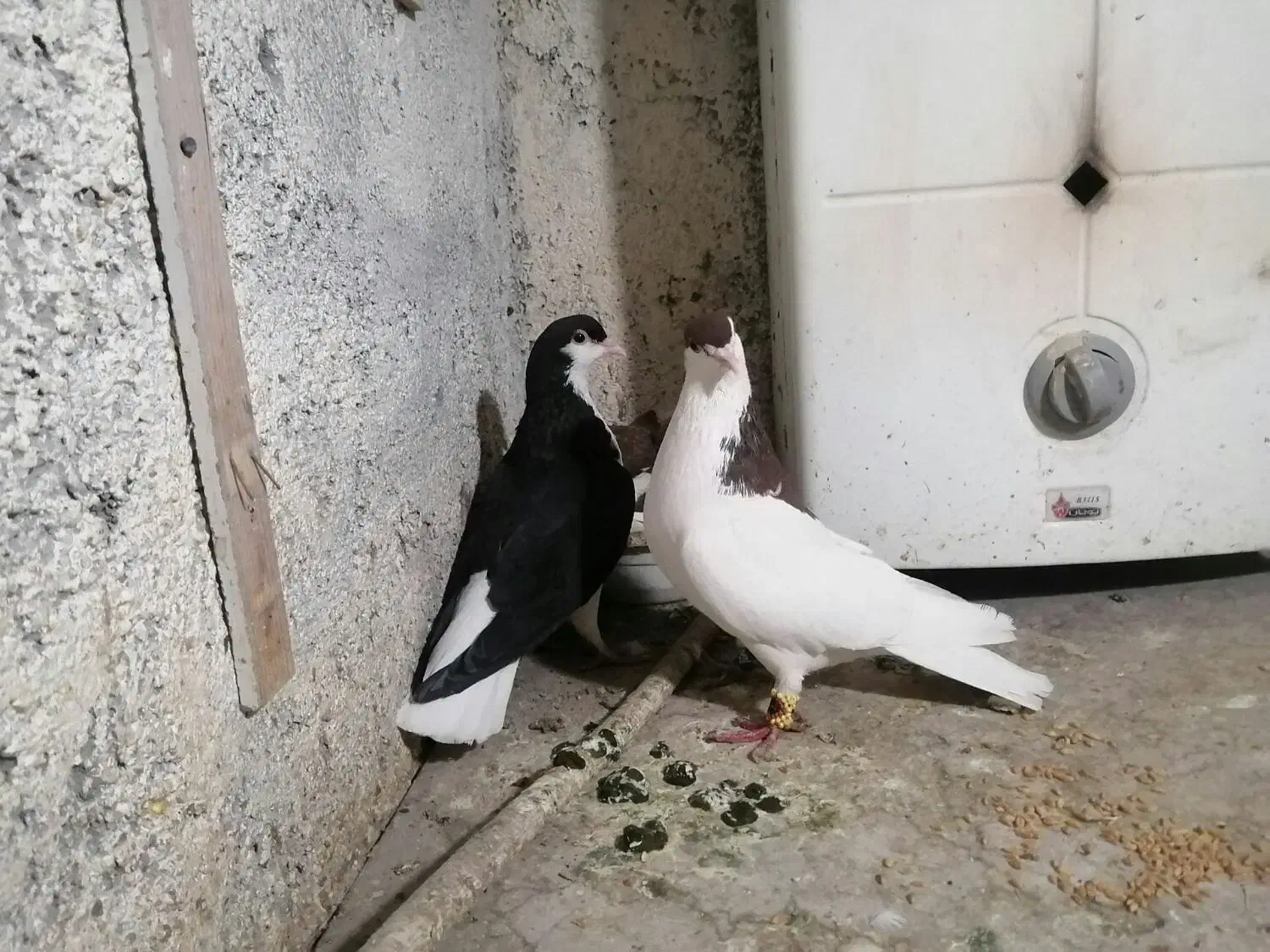 ۳جفت کبوتر|پرنده|نیشابور, گنبد سبز|دیوار