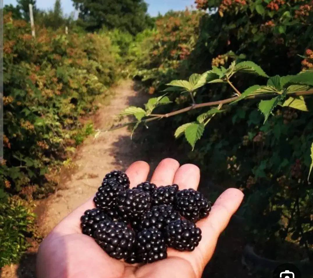 مرباتمشک|عمده‌فروشی|زابل, |دیوار