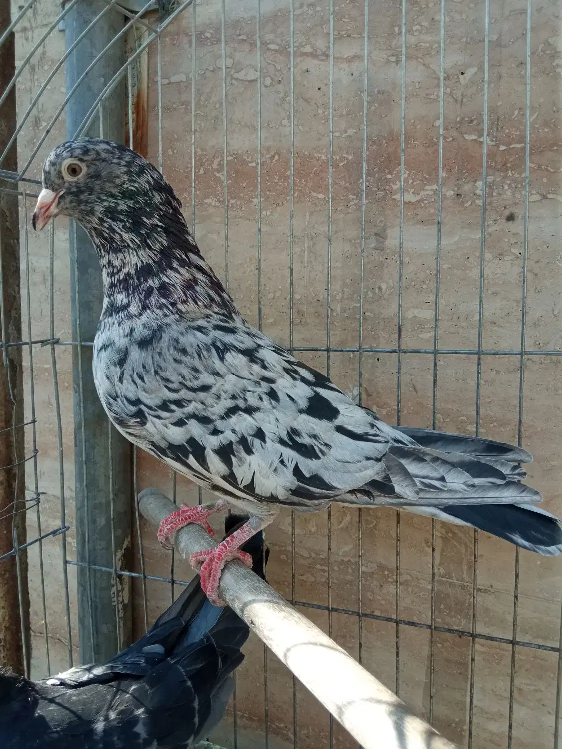 سار هفترنگ نر مست|پرنده|مشهد, عبادی|دیوار