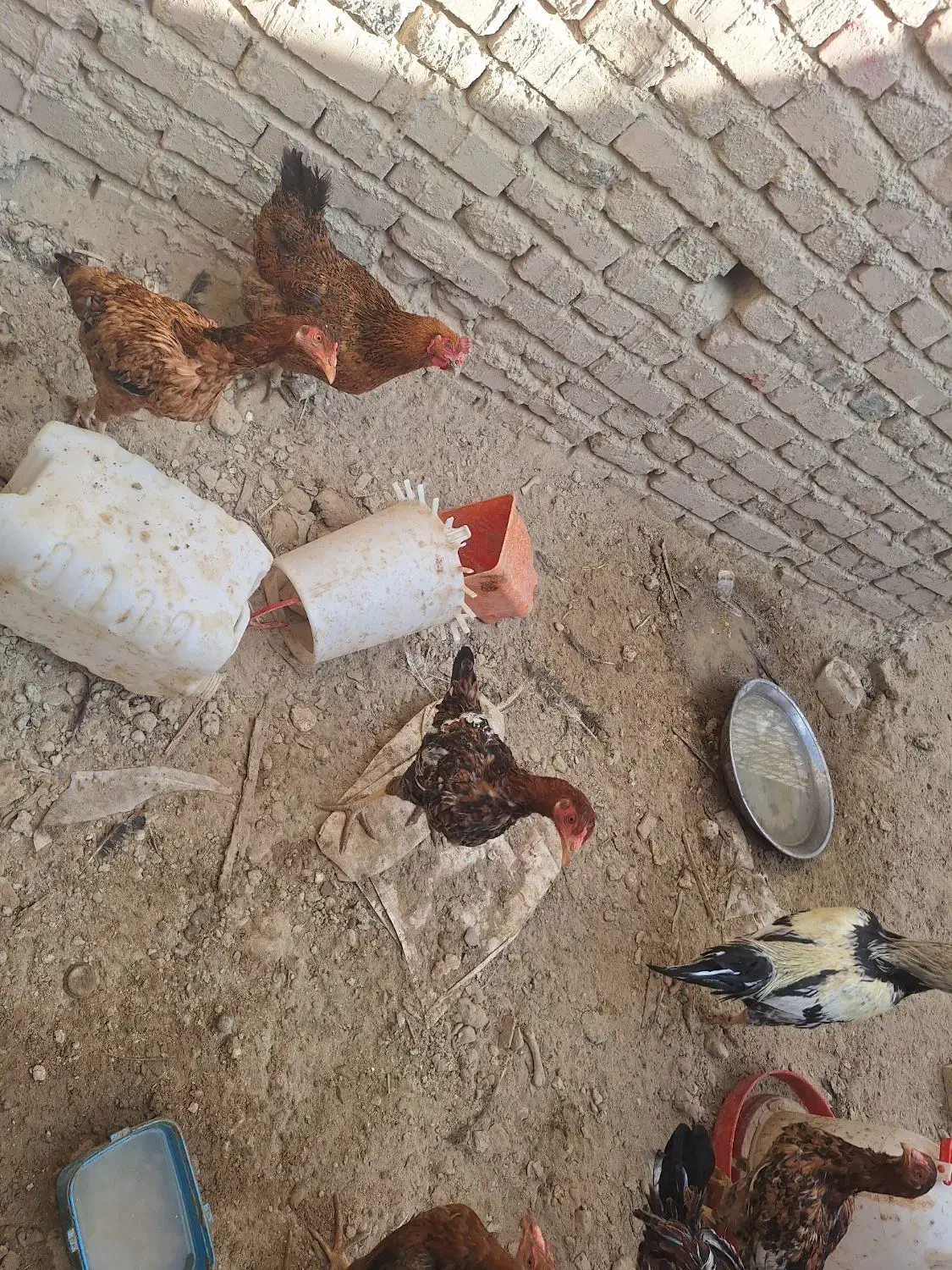 فروش ماکیان و مرغ نسل دار|حیوانات مزرعه|سراوان, |دیوار