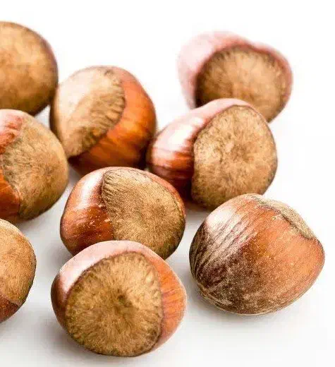 پیشفروش نهال فندق بارسلونا|خدمات باغبانی و درختکاری|اشتهارد, |دیوار