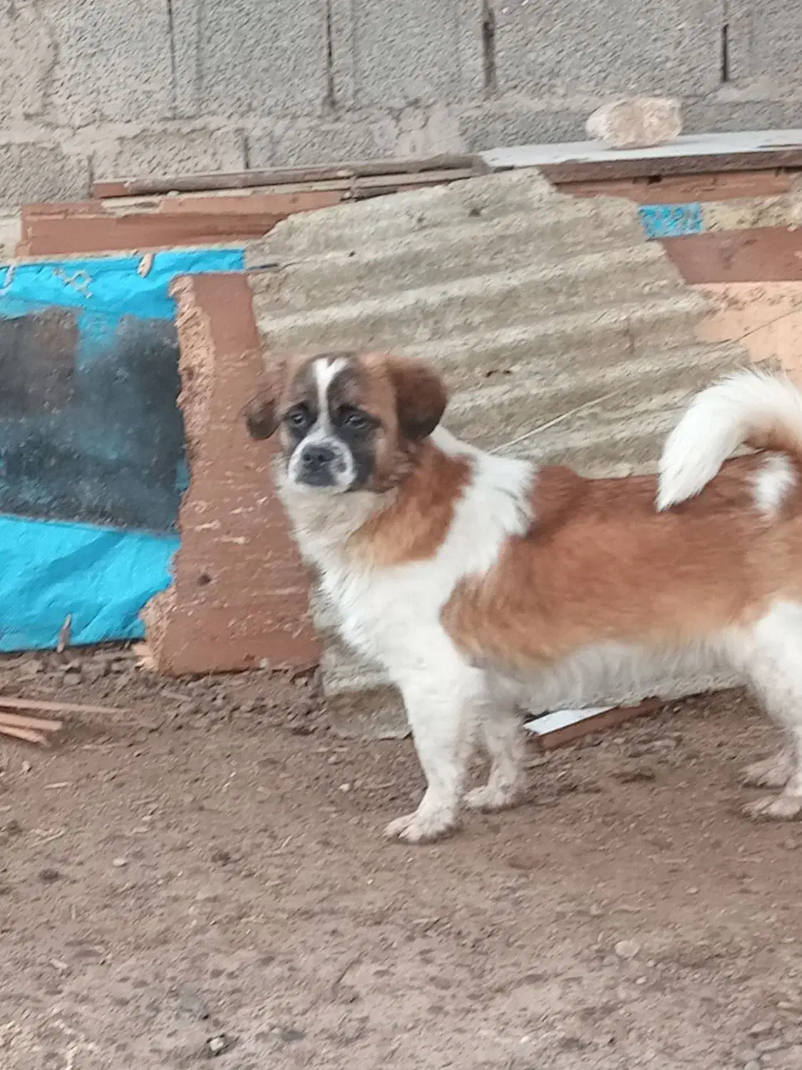 سگ پاکوتا رایگان|سگ|رشت, حومه رشت|دیوار