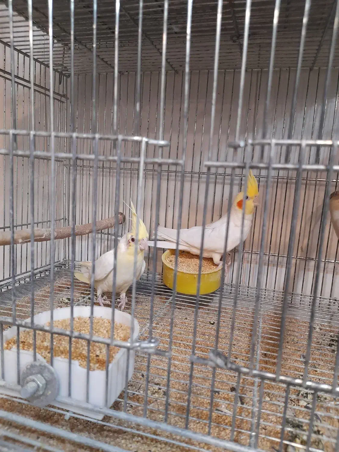 عروس هلندی مولدوتکفروشی|پرنده|بروجن, |دیوار