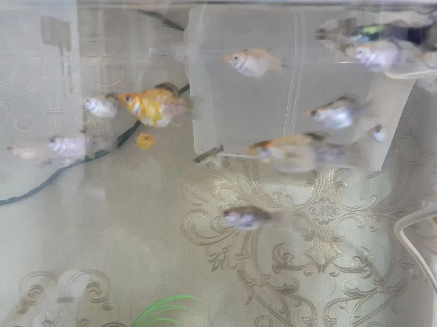 گوپی ، مولی بالن ، زبرا|ماهی|تهران, سلسبیل جنوبی|دیوار