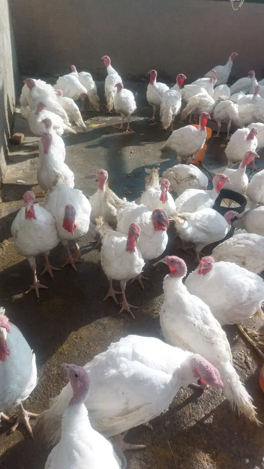 بوقلمون آماده کشتار|حیوانات مزرعه|فریمان, |دیوار