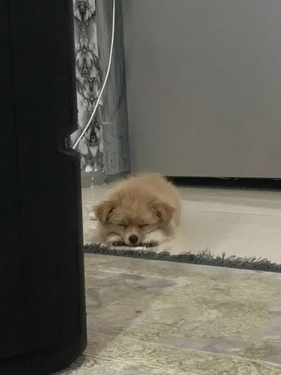 سگ میکس پامرین|سگ|اسلامشهر, شهرک واوان|دیوار