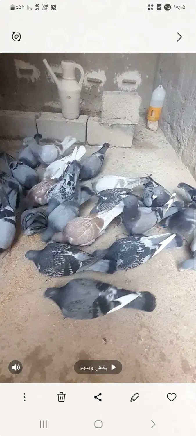 کبوتر مسافتی(پلاکی)|پرنده|شیروان (خراسان), |دیوار