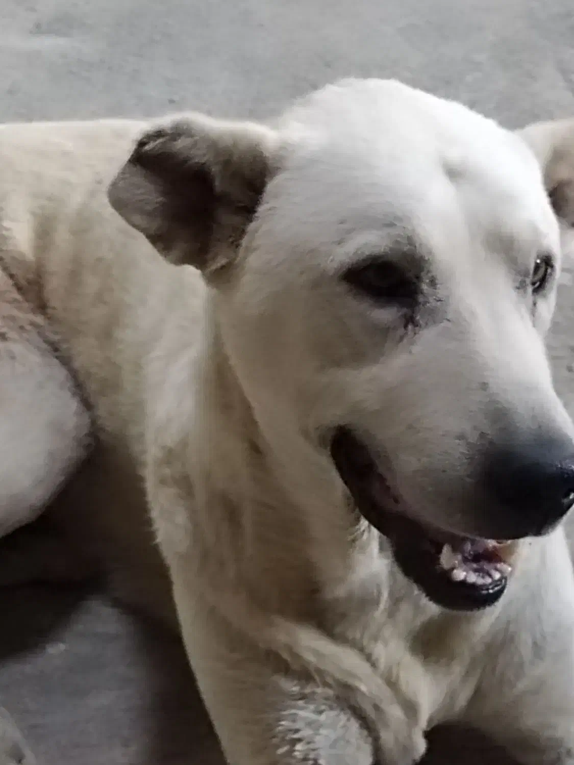 گمشده|حیوانات|بوکان, |دیوار