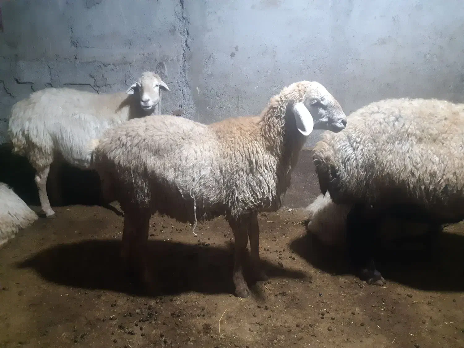 بره قوچ مغانی|حیوانات مزرعه|ارشق, |دیوار