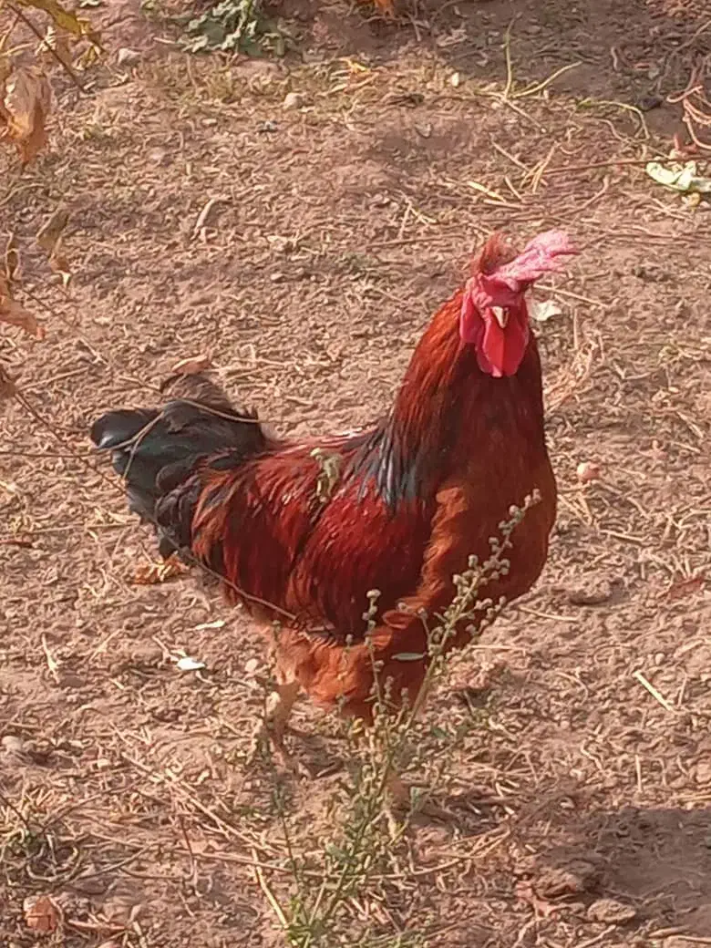 خروس کاملا صحیح و سالم|حیوانات مزرعه|فیرورق, |دیوار