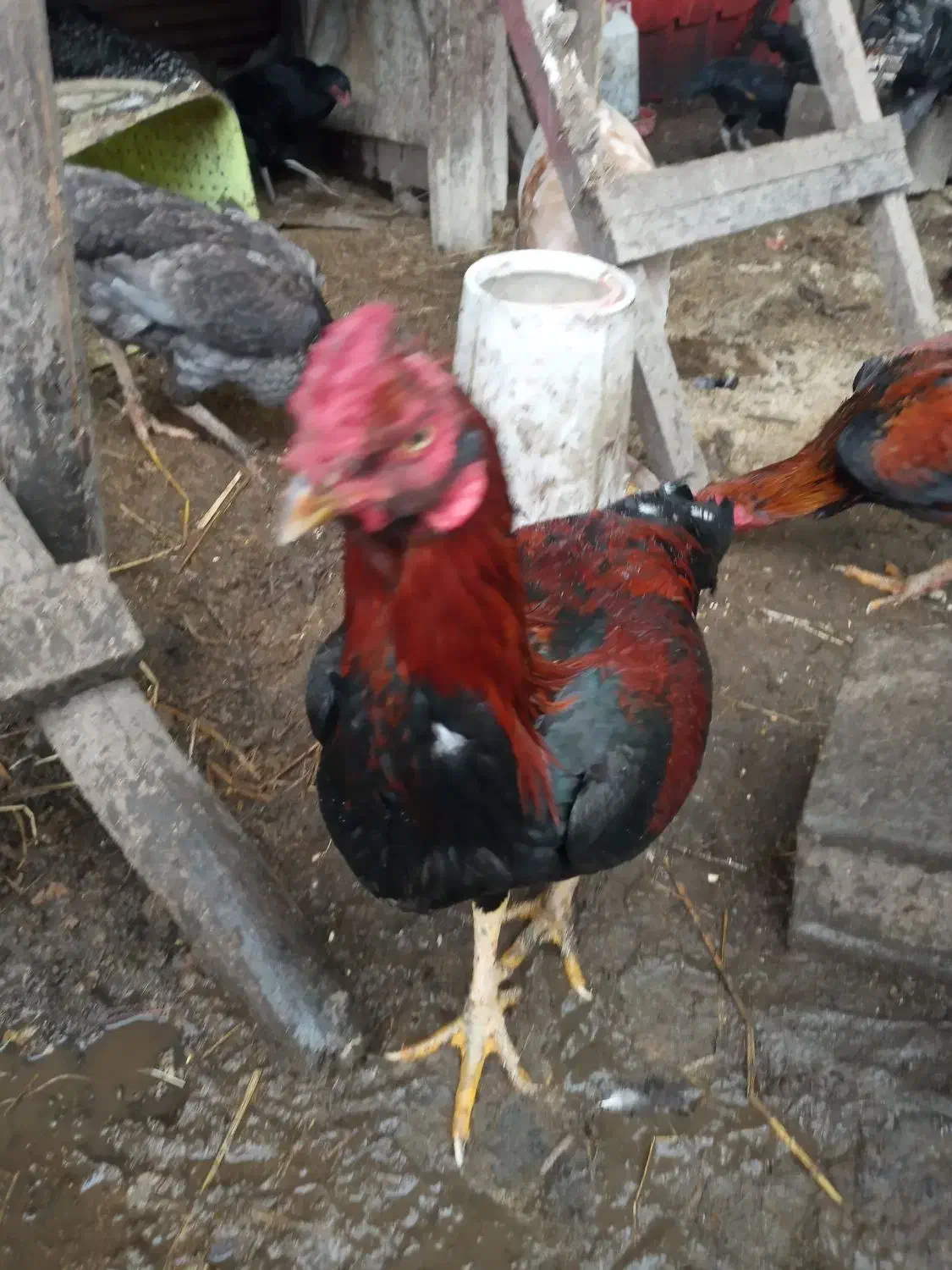 خروس محلی و بوقلمون|حیوانات مزرعه|رودبنه, |دیوار