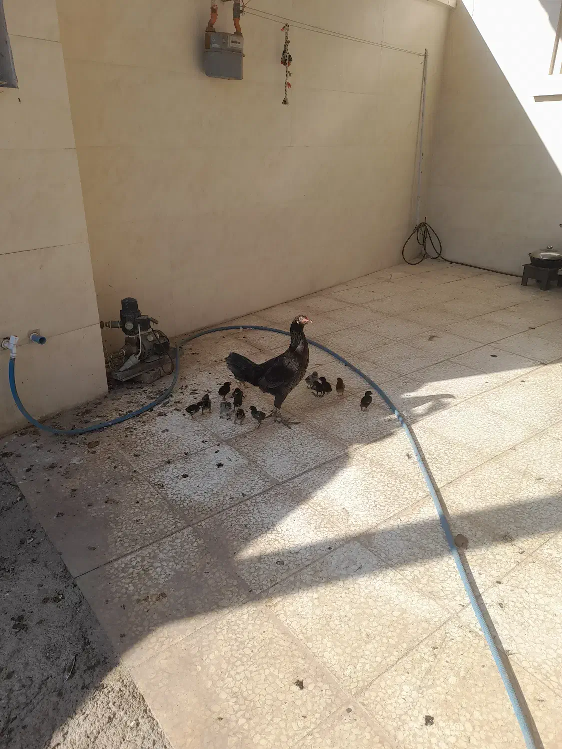 مرغ لاری با۱۴تا جوجه|حیوانات مزرعه|گنبد کاووس, |دیوار