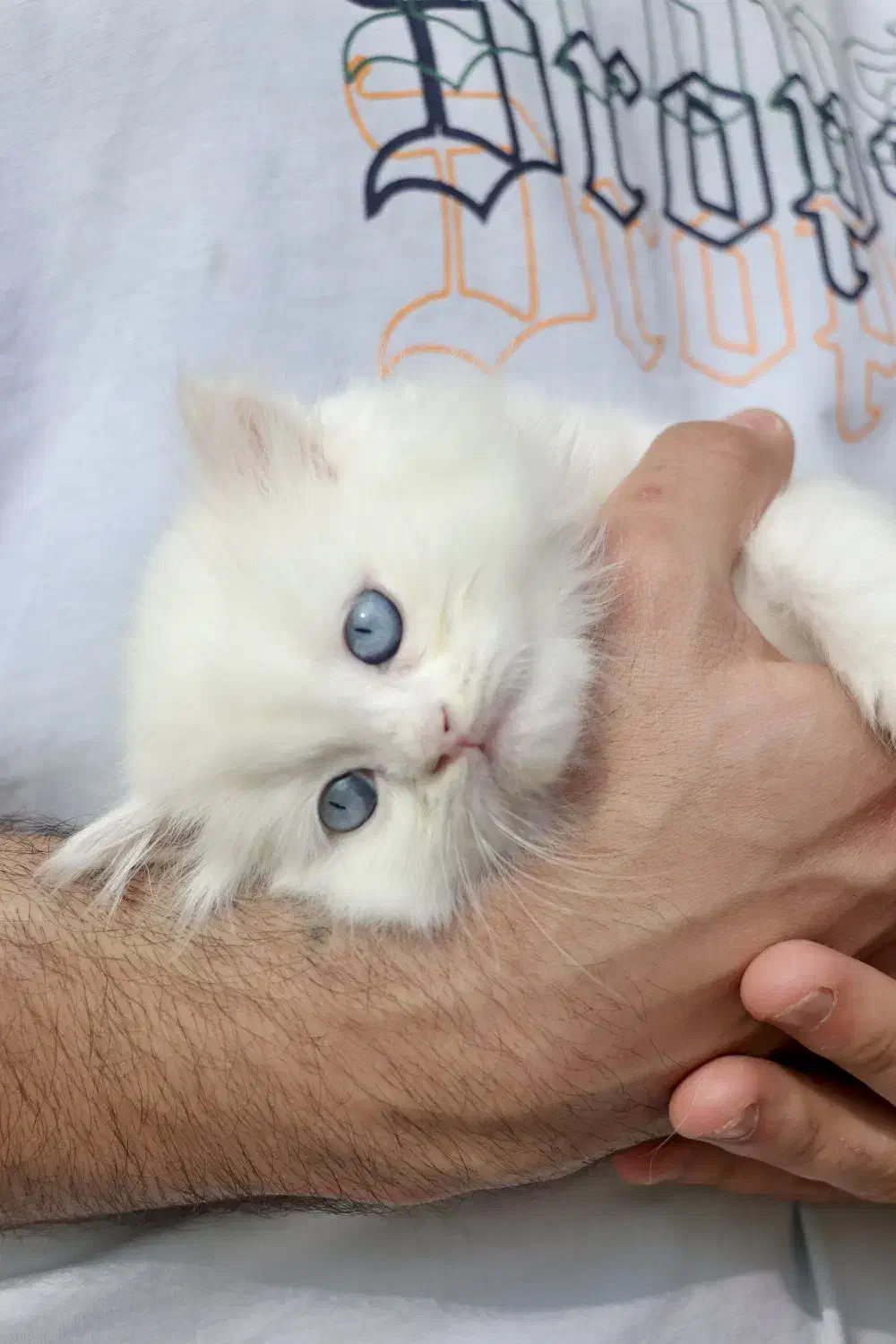 بریتیش لیلاک تخفیف خورده|گربه|سمنان, |دیوار