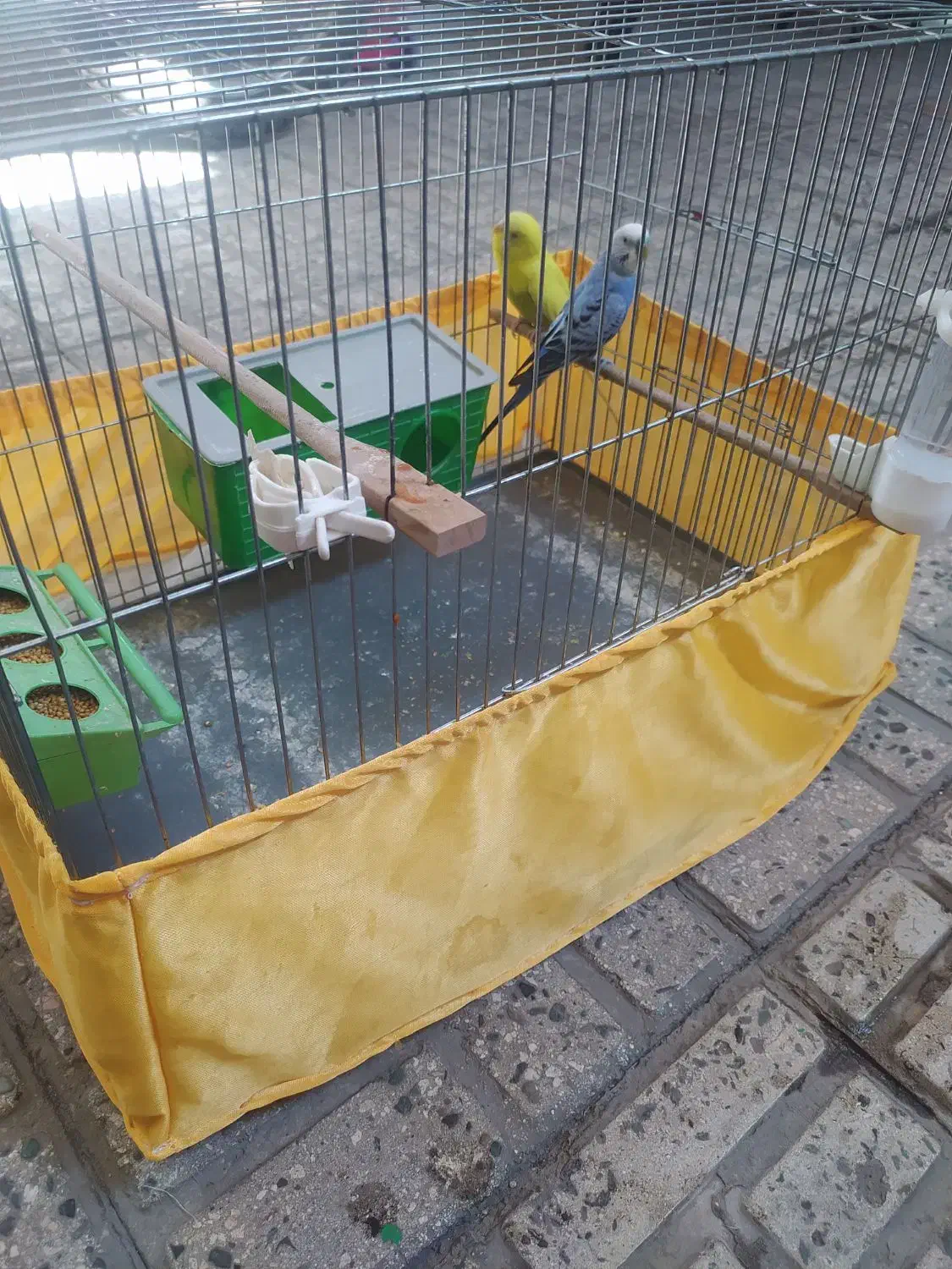 یک جفت مرغ عشق سالم سرحال با قفس لوازم|پرنده|تهران, شکوفه (عبدل آباد)|دیوار