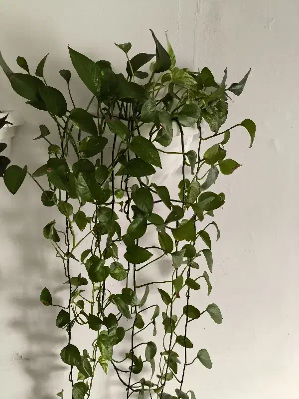 زیبا وشاداب|گل مصنوعی|سقز, |دیوار