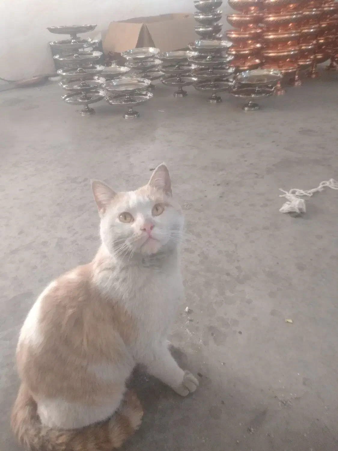 گمشده گمشده|حیوانات|ایجرود, |دیوار