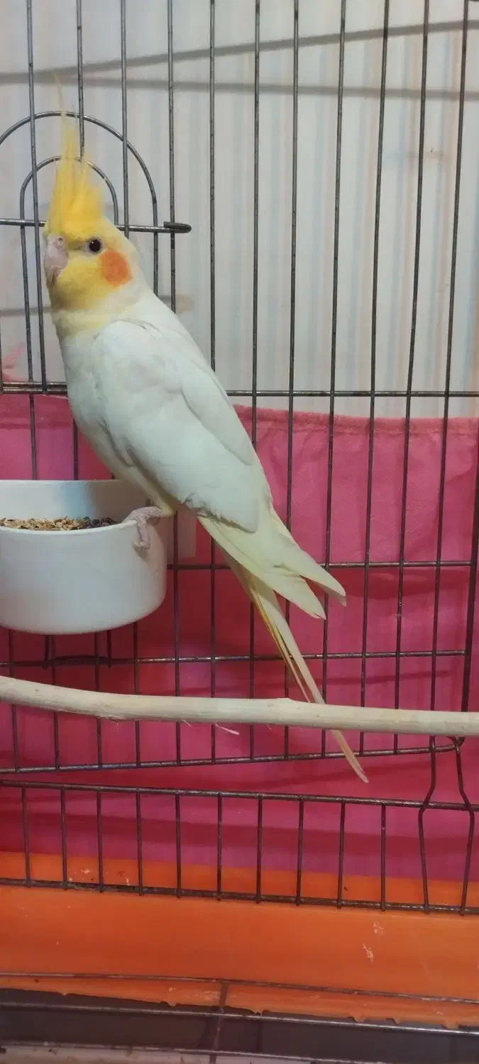 عروس هلندی|پرنده|تهران, اسکندری|دیوار