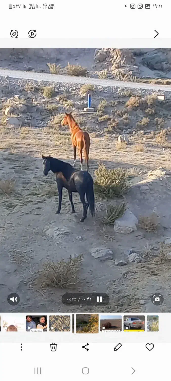 مادیون کره فروشی|اسب و تجهیزات اسبسواری|بومهن, |دیوار