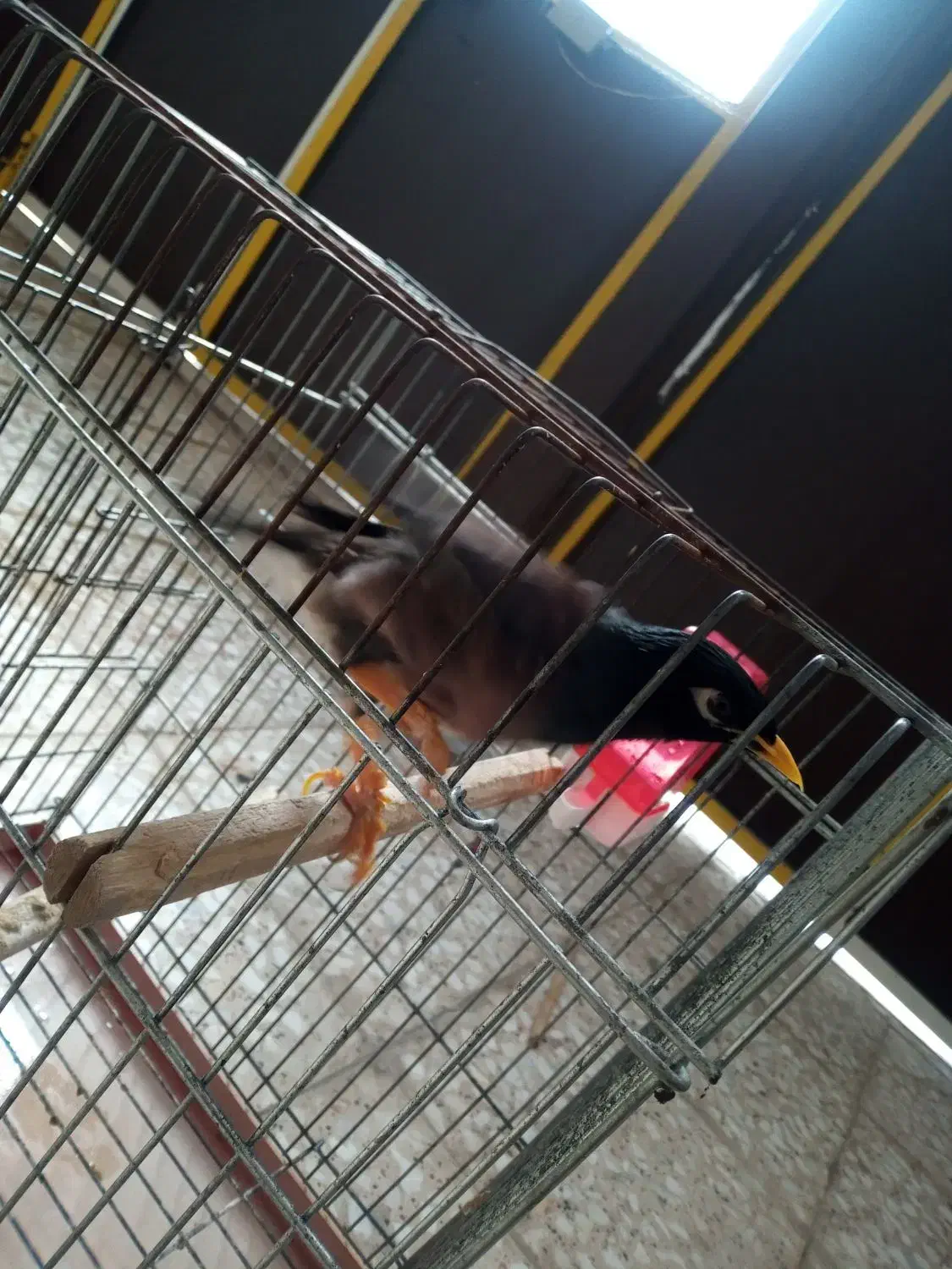 یک عدد قناری و مرغ مینا سخنگوو|پرنده|قم, ولیعصر|دیوار