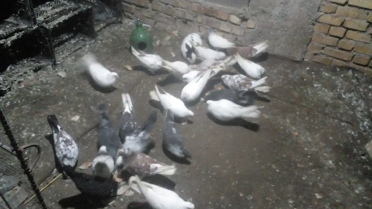 کفتر|پرنده|فاضل آباد, |دیوار