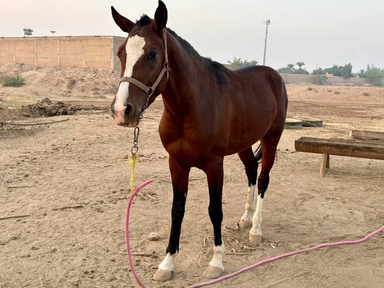 اسب عربی اصیل شناسنامه دار|اسب و تجهیزات اسب‌سواری|شوشتر, |دیوار