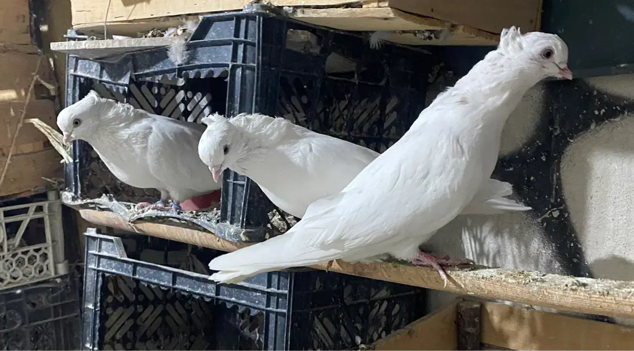 کبوتر|پرنده|کرج, گوهردشت|دیوار