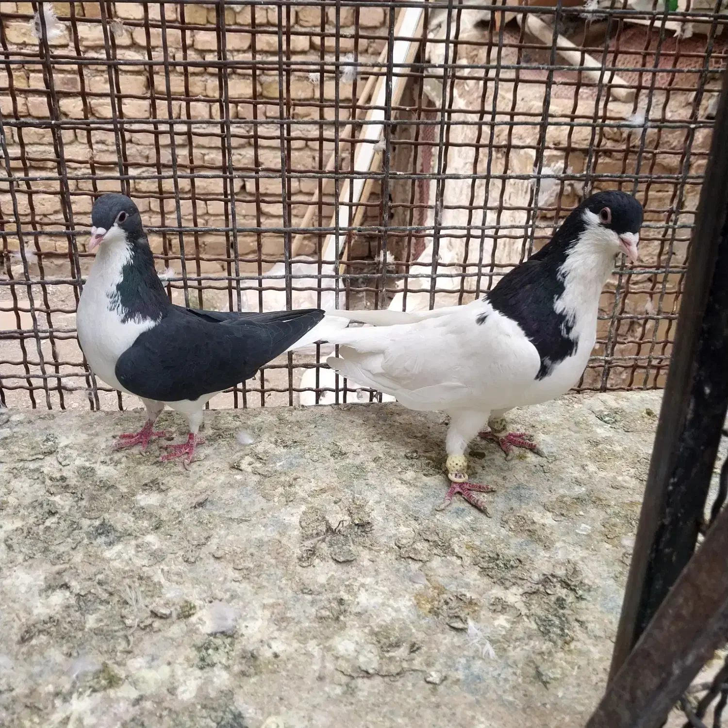 کبوتر رنگی و هفترنگ|پرنده|تاکستان, |دیوار