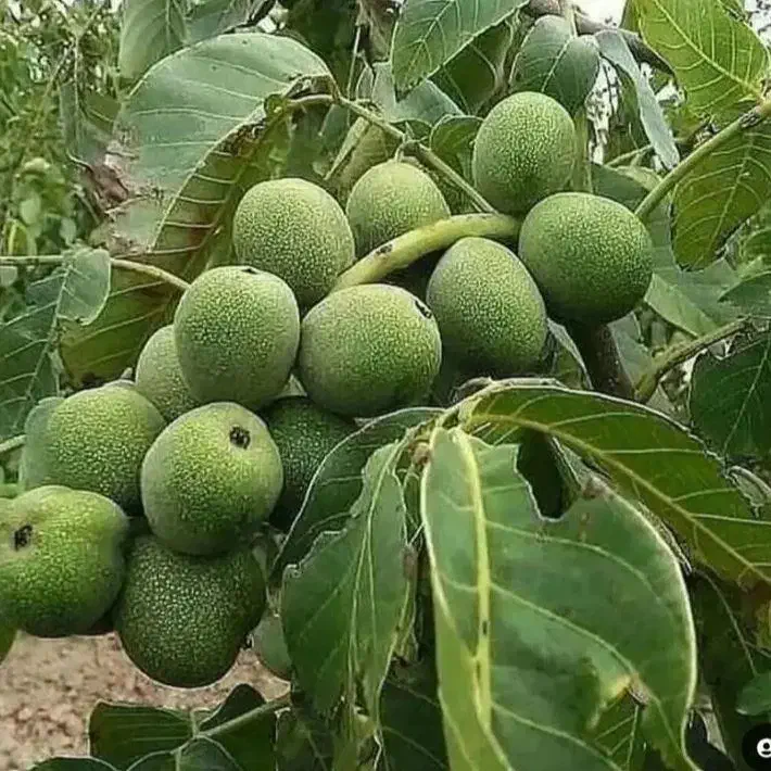 نهال گردوخوشه ای صادراتی|خدمات باغبانی و درختکاری|زنجان, |دیوار