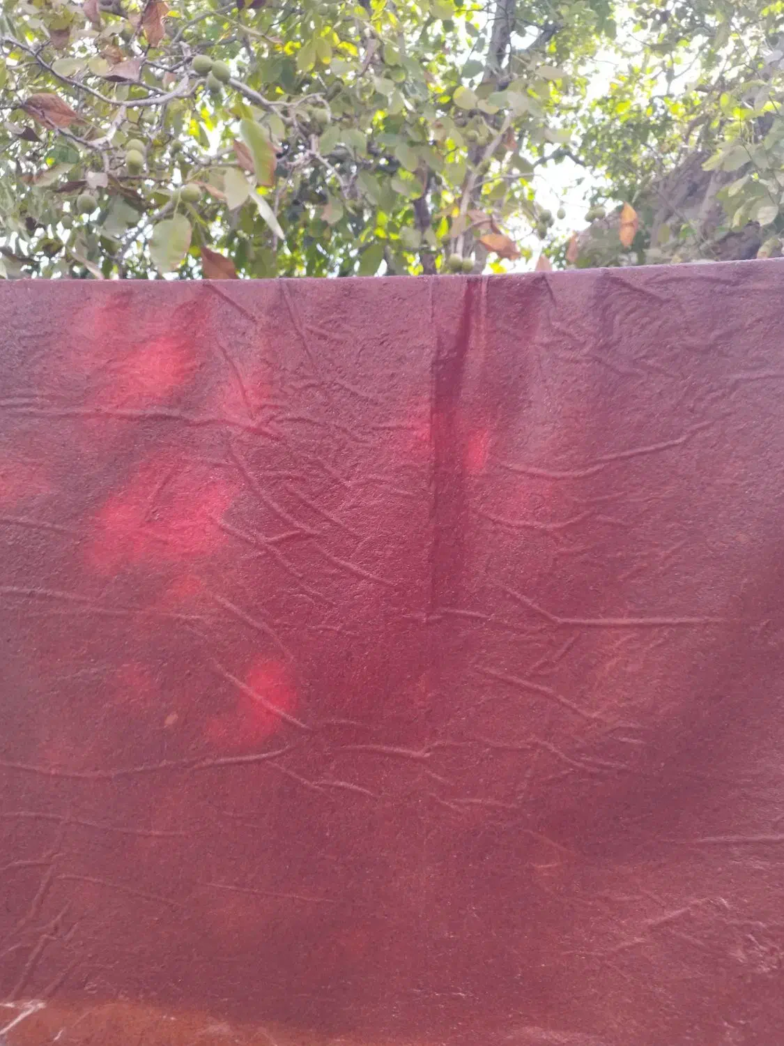 لواشک خانگی شابلون|خوردنی و آشامیدنی|تالش, طولارود|دیوار