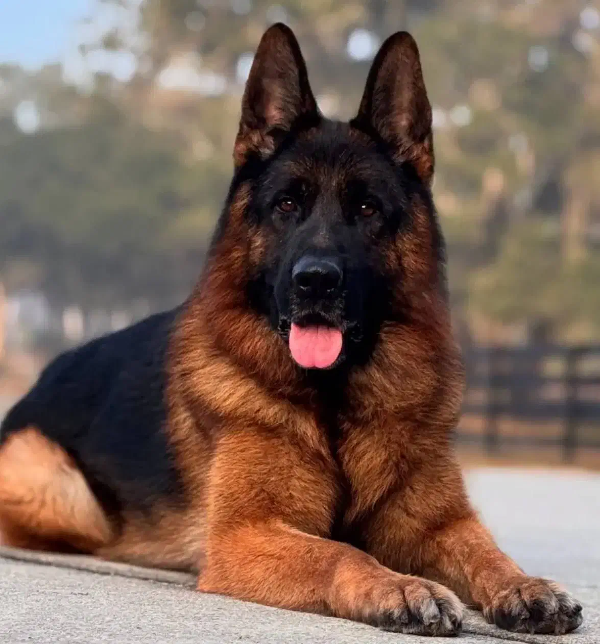 ژرمن مو کلاسیک|سگ|تهران, شهرک آزمایش|دیوار