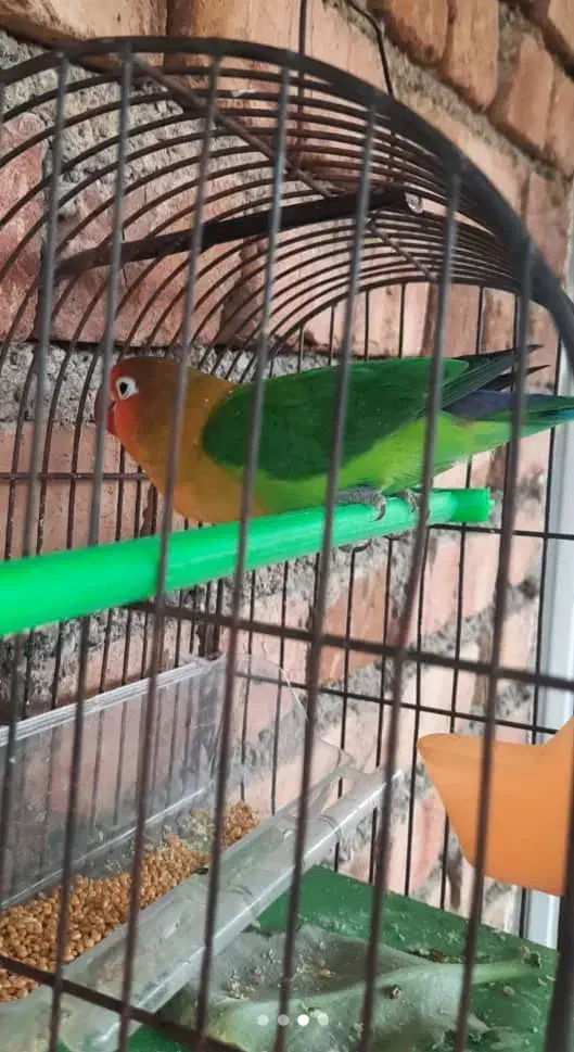 طوطی برزیلی فول اهلی نر|پرنده|ارومیه, |دیوار