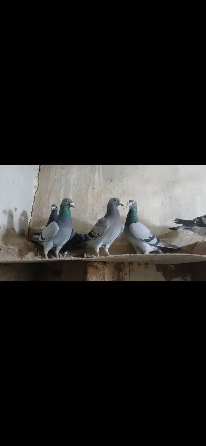 کفتر|پرنده|زیرکوه, |دیوار