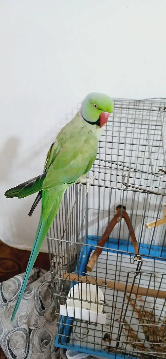 طوطی ملنگو نر فروش به علت کمبود جا|پرنده|شیراز, محراب|دیوار