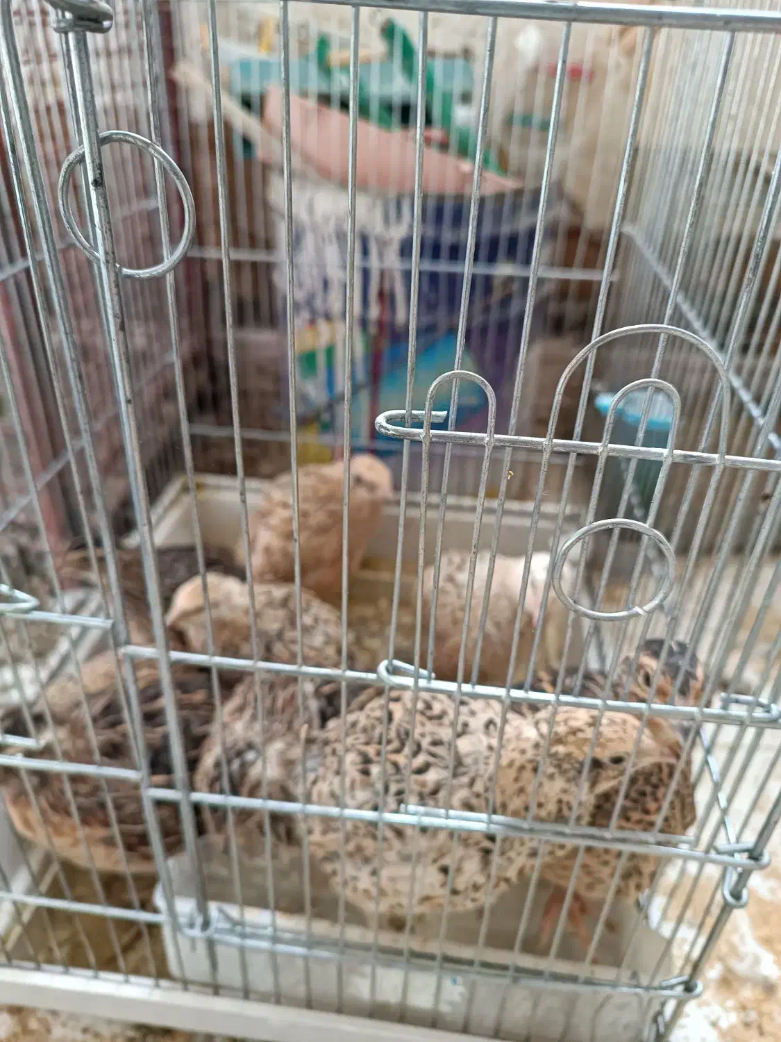 بلدرچین تخمگذار|حیوانات مزرعه|صحنه, |دیوار