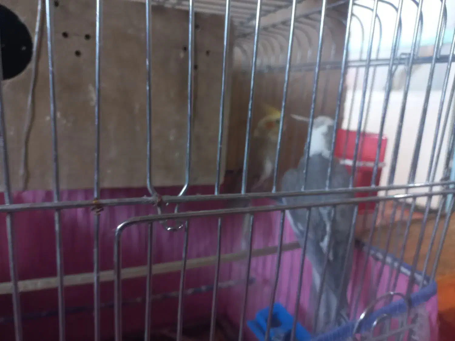 دو عروس بالغ خوب|پرنده|مرودشت, مختارآباد|دیوار