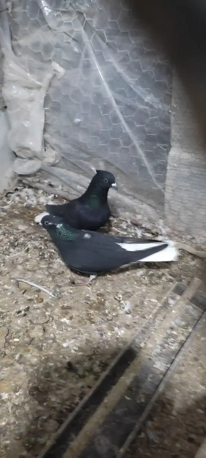 کبوتر جفتی|پرنده|محمدیه-قزوین, |دیوار