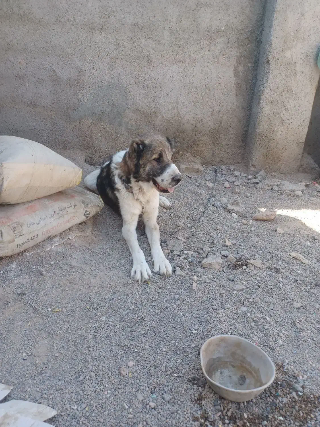 واگذاری سگ|سگ|قائن, |دیوار