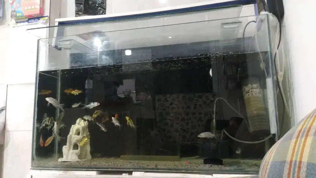 آکواریوم|ماهیگیری|کرمان, |دیوار