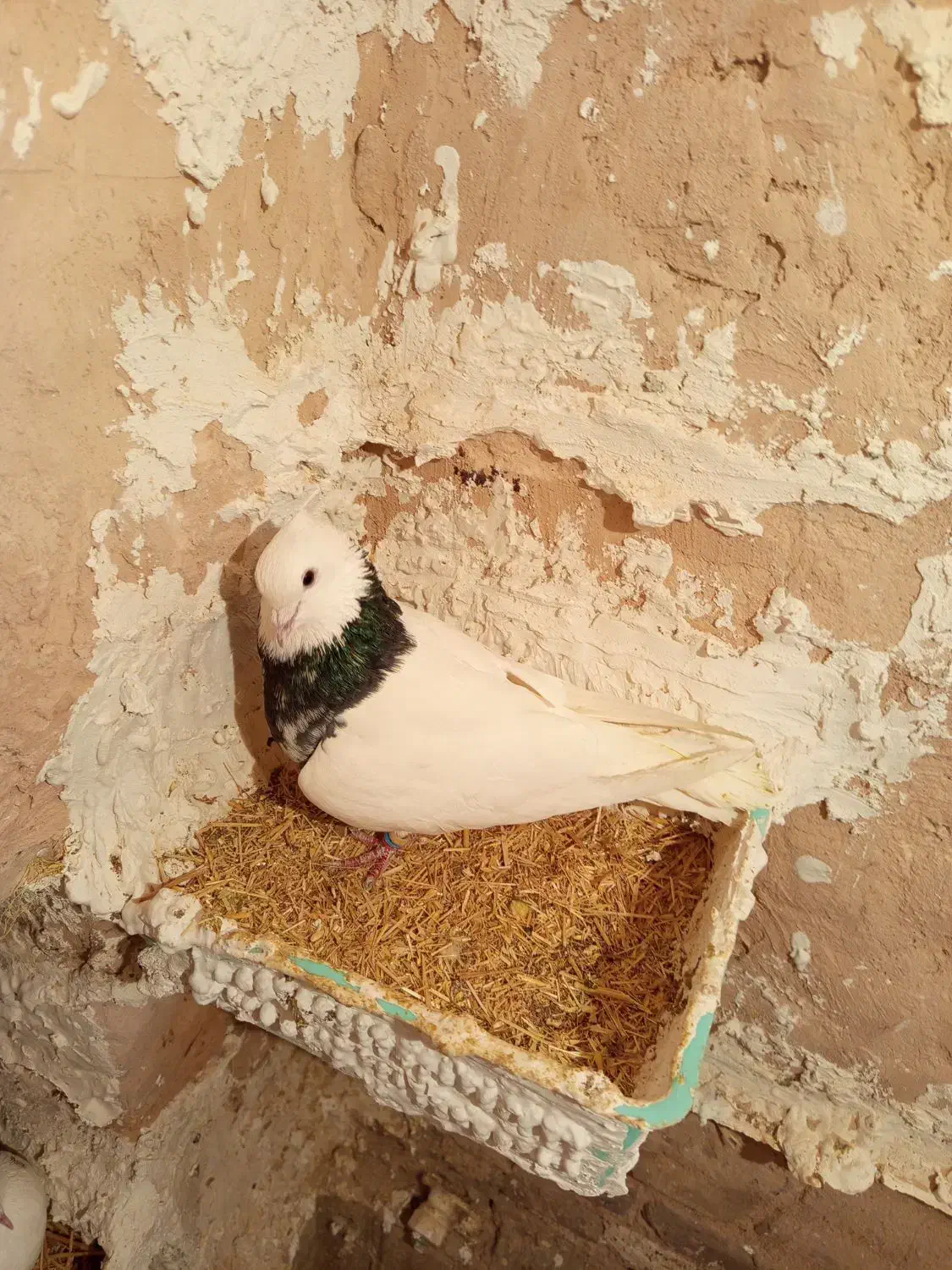 کفتر طوقی هفت‌رنگ نر چپ زرد ماده|پرنده|سبزوار, قصبه شرقی|دیوار