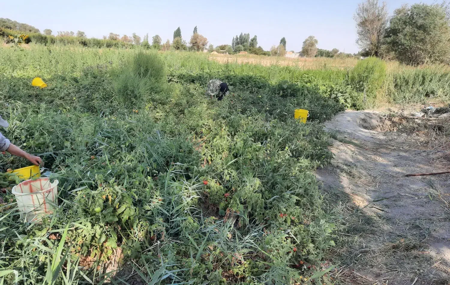 زمین زراعی مناسب برای گلخانه و دامداری|فروش دفتر صنعتی، کشاورزی، تجاری|ارومیه, |دیوار