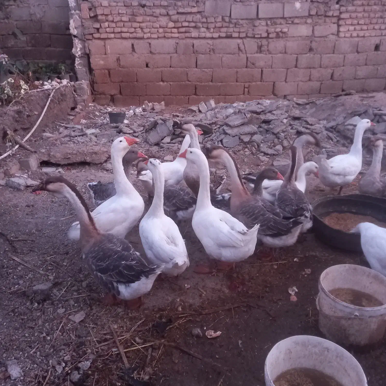 تعدادی قوغاز اصل سفید خاکستری  درشت سالم وسلامت|حیوانات مزرعه|کلاله, |دیوار