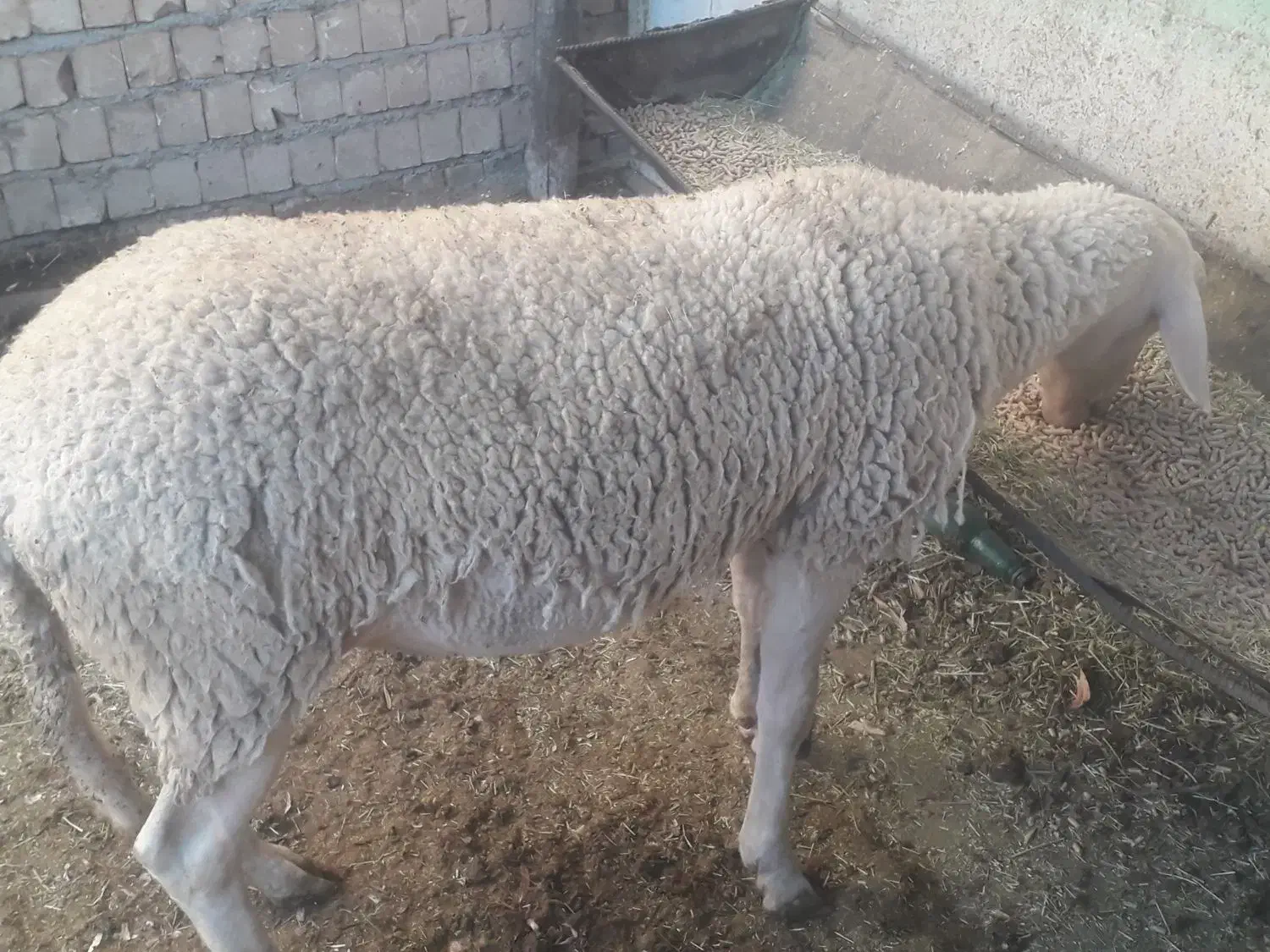 بره نره لاکن نژاده چندقلوه زا|حیوانات مزرعه|صمصامی, |دیوار