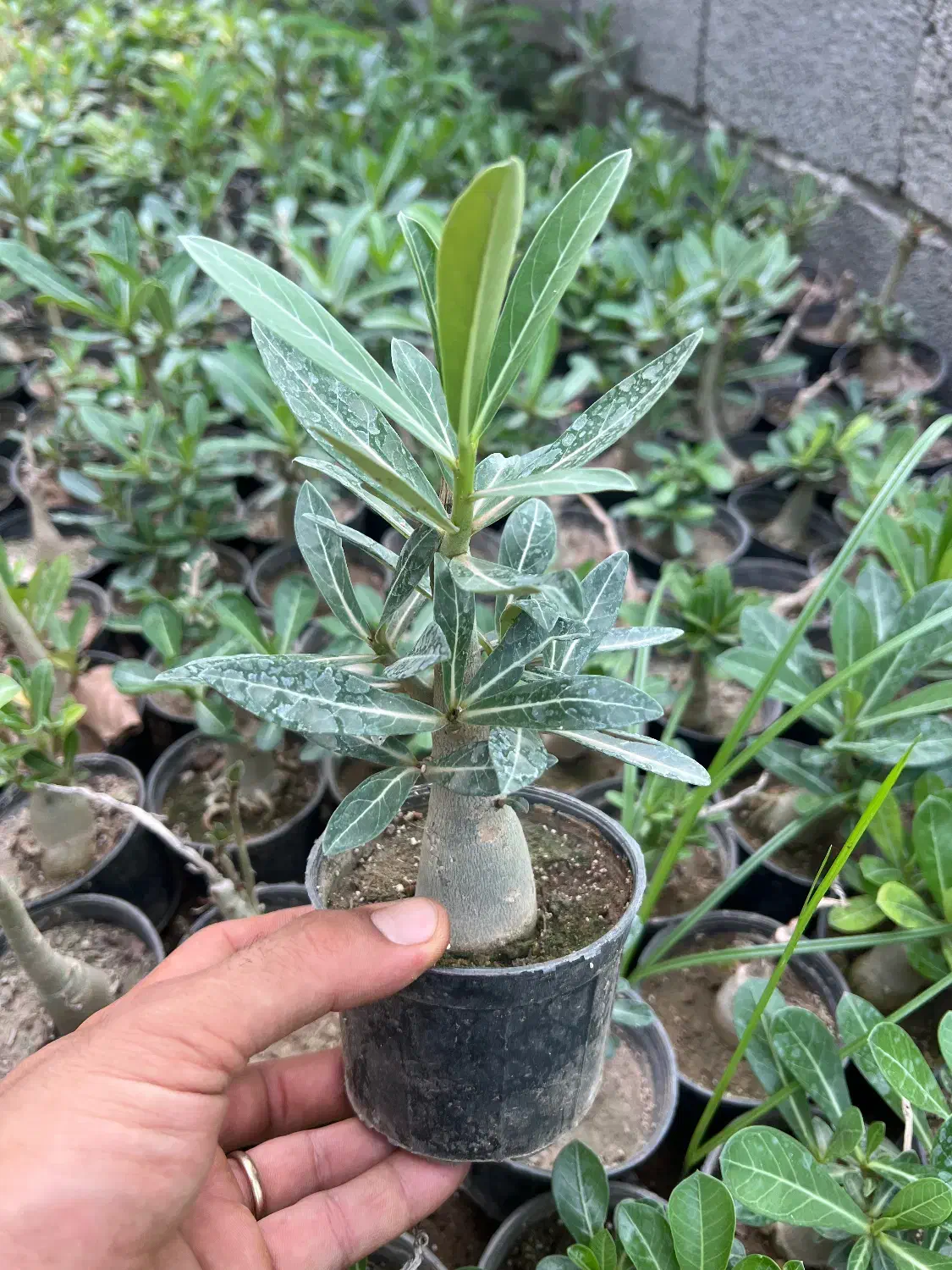 فروش گل آدنیوم در رشت|گل و گیاه طبیعی|رشت, بیجارپس|دیوار