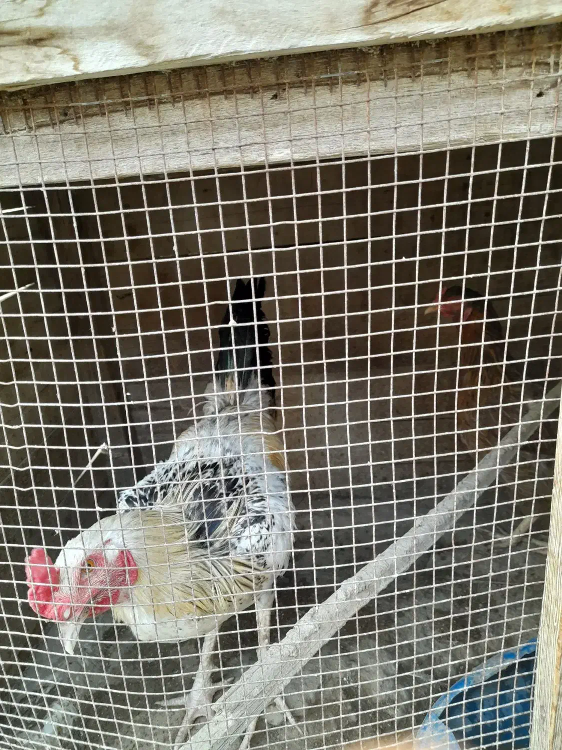 مرغ وخروس|حیوانات مزرعه|کنارک, |دیوار