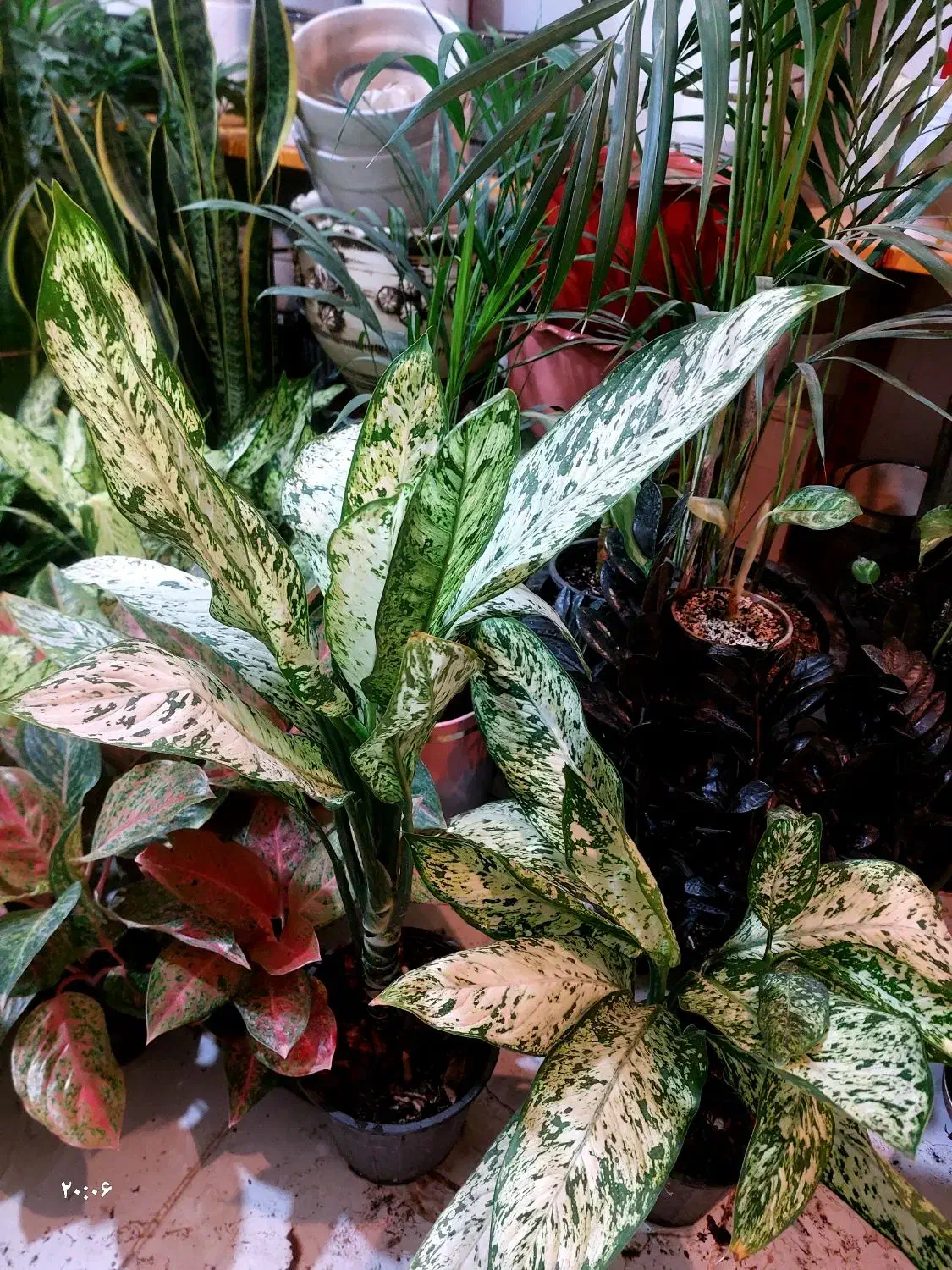 باباادم های ارزان قیمت|گل و گیاه طبیعی|کرمانشاه, |دیوار