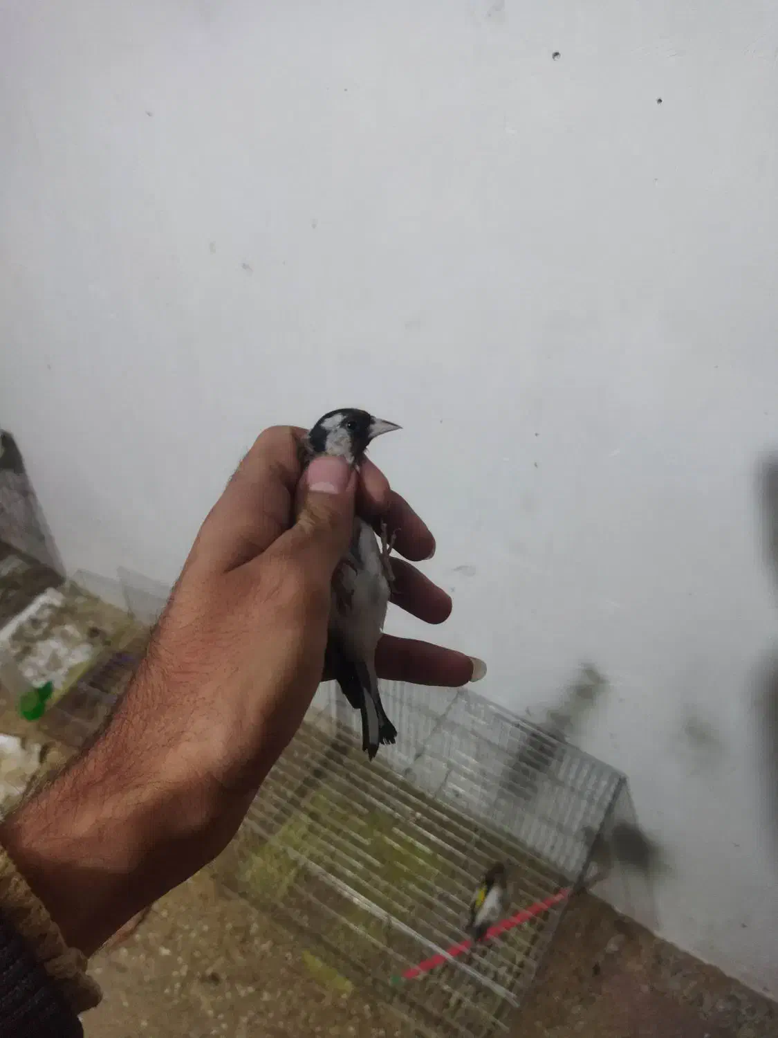 سهره طلایی|پرنده|شهرکرد, |دیوار